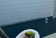 SFFD Rescue Green Parrot