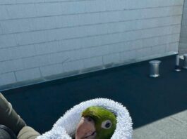SFFD Rescue Green Parrot