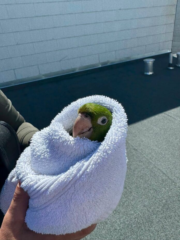 SFFD Rescue Green Parrot