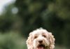 Stolen Mini Labradoodle ‘Easton’ Reunited With Owner