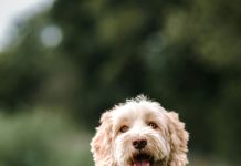 Stolen Mini Labradoodle ‘Easton’ Reunited With Owner