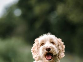 Stolen Mini Labradoodle ‘Easton’ Reunited With Owner