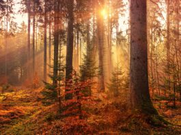 Fall’s Arrival Is Here!