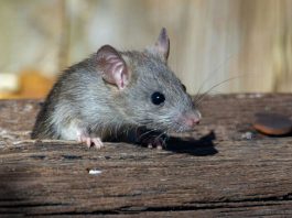 “The Oval” Recap: ‘The Filthy Rat’