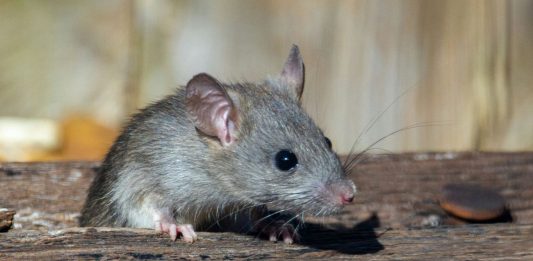 “The Oval” Recap: ‘The Filthy Rat’